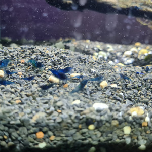 Crevette neocaridina blue velvet