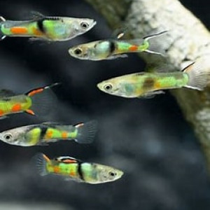 mâle guppy endler