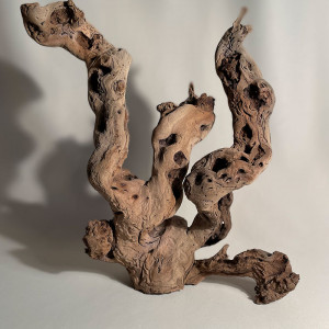 Branche - cep de vigne : sablé et étuvé - H : 38cm