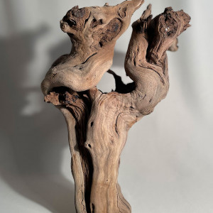 Branche - cep de vigne : sablé et étuvé - H : 40cm