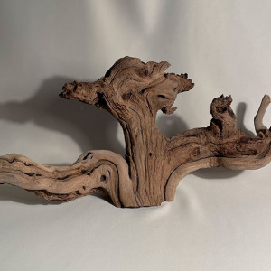 Branche - cep de vigne : sablé et étuvé - l : 53cm