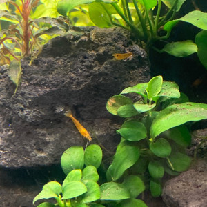 Anubias barteri var. nana bonsaï