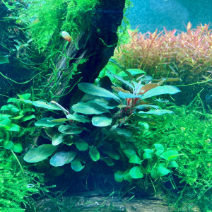 Bucephalandra