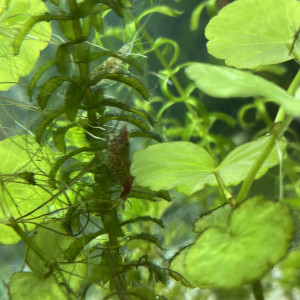 Neocaridina déclassée