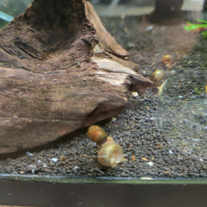 Escargots eau douce