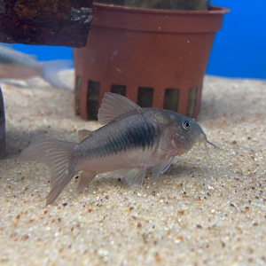 Corydoras aeneus