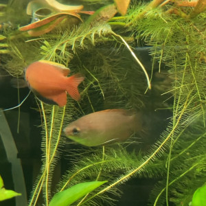 Gourami miel