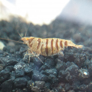 Crevette Caridina Babaulti Stripes (zèbrés)