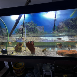 Aquarium  450L + scalaire