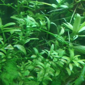 Hygrophila Polysmerma