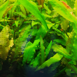 Cryptocoryne wendtii ''brown''