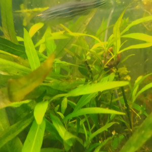 Hygrophila angustifolia