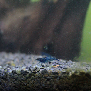 Crevettes neocardina blue velvet