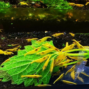 Neocaridina Crevette Yellow Neon - 11 crevettes