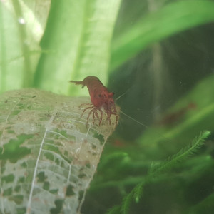 Crevettes red cherry avec mousse de Java