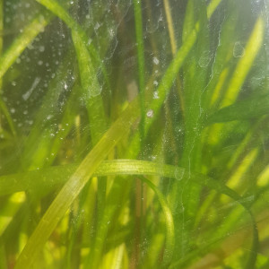 Vallisneria americana