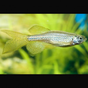 Don Danio léopard voile (Brachydanio Frankei)