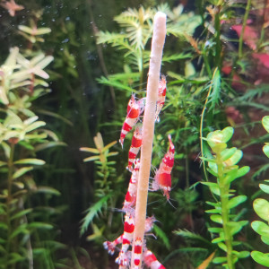 Crevettes red crystal