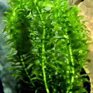 Lot plante aquarium eau douce «  Limnophila sessiliflora »