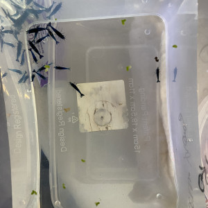 Crevettes bleu velvet