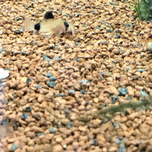 Jeunes Corydoras Panda