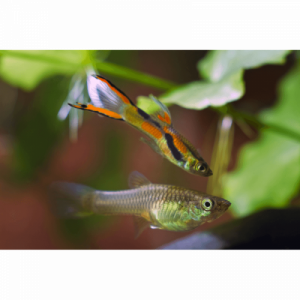 Guppy endler lyre