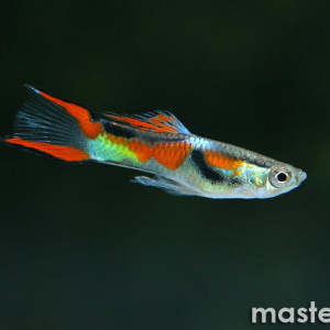 Guppy endler lyre