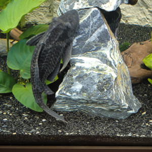 magnifique pleco eau douce