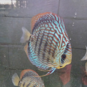 Discus adultes