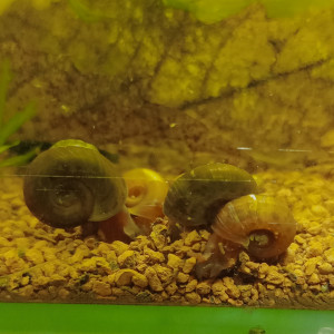 Lot 10 escargots planorbes et physes