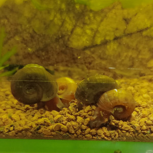 Lot 10 escargots planorbes ou physes