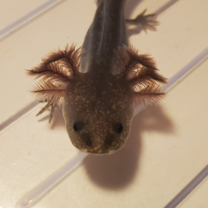 Axolotl mélanique sauvage