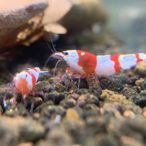 Caridina - PRL