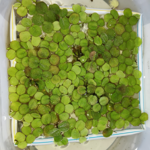 Salvinia natans