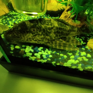 Pleco