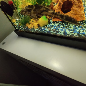 Pleco