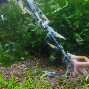 Caridina Blue bolt 📦