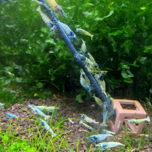 Caridina Blue bolt ?