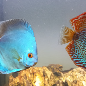 Discus blue angel Stendker