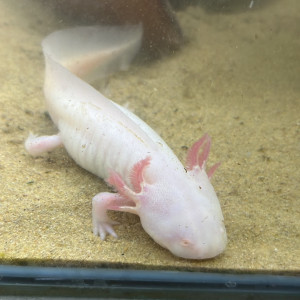 Femelle axolotl