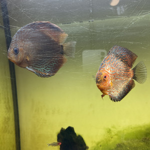 Discus