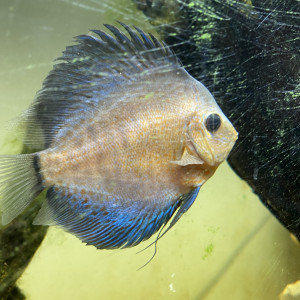 Discus