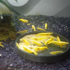 crevettes yellows néon sur sable noir