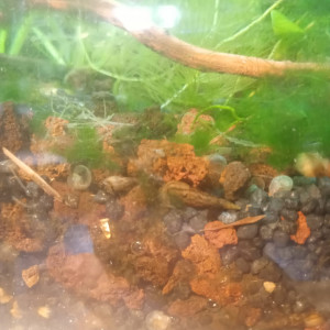 escargot physes  mélanoïdes planorbes