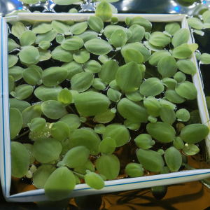 Pistia stratiotes laitue d'eau