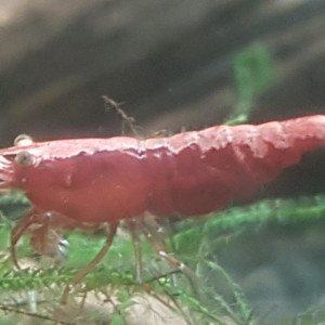 Crevettes red cherry avec mousse de Java