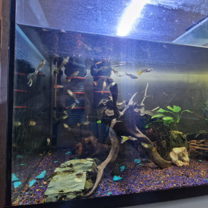 Aquarium complet