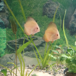 Discus bébé 20e