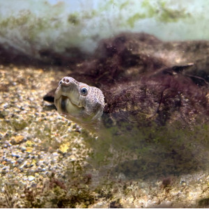 Sternotherus carinatus Petite taille