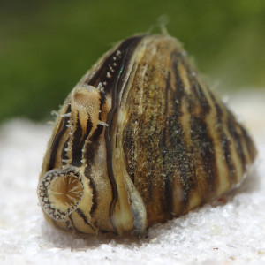 Bivalves Myoida